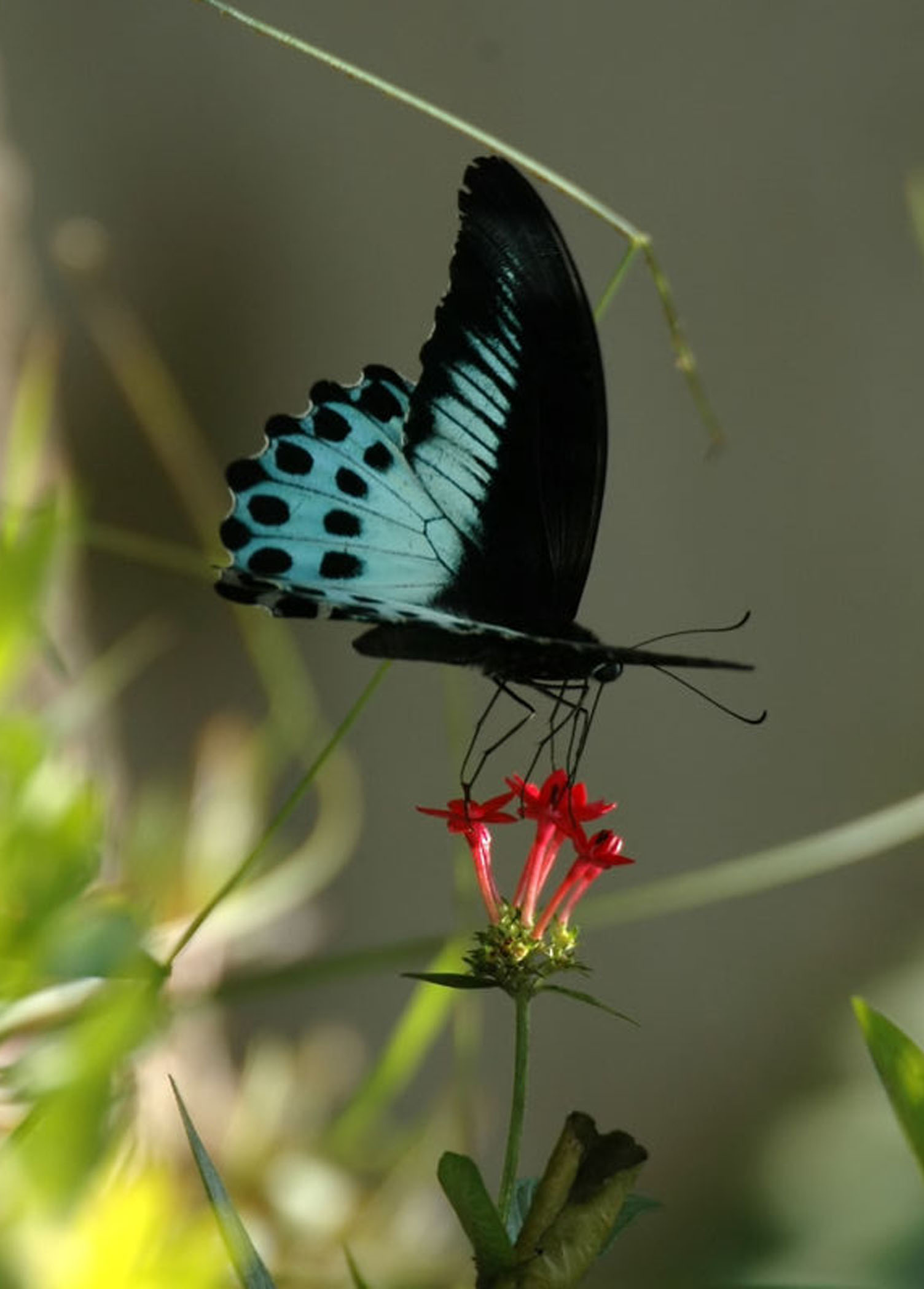 Butterfly_Blue_mormon_5x7.jpg