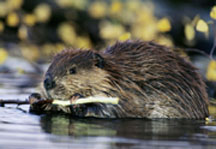 beaver-stripping-bark_medl.jpg