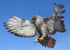 red-tailed_hawk_small-sz.jpg