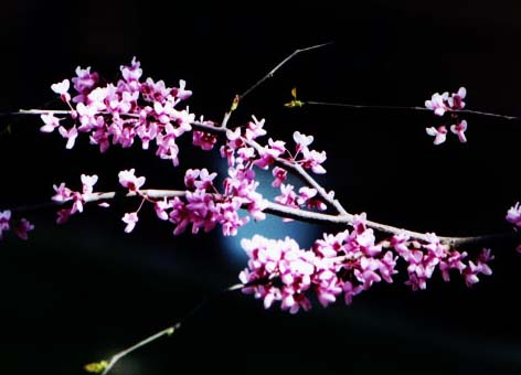 redbud_003.jpg