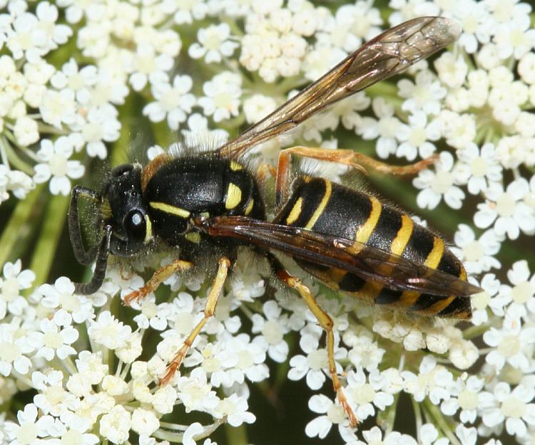 yellowjacket-forest.JPG